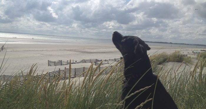 Crossfields Institute Level 3 Diploma Trust Technique Practitioner Domestic Animal