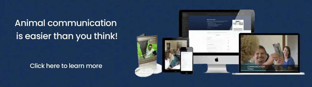 8 Signs Your Dog Is Happy with Animal Communication